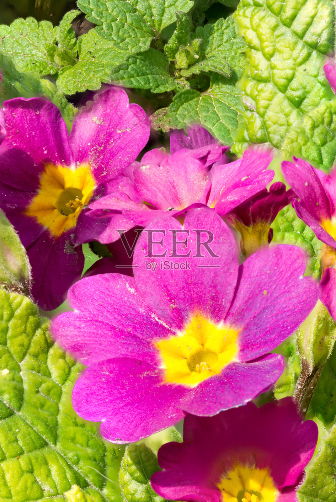 月见草的微距摄影。集中堆放。照片摄影图片