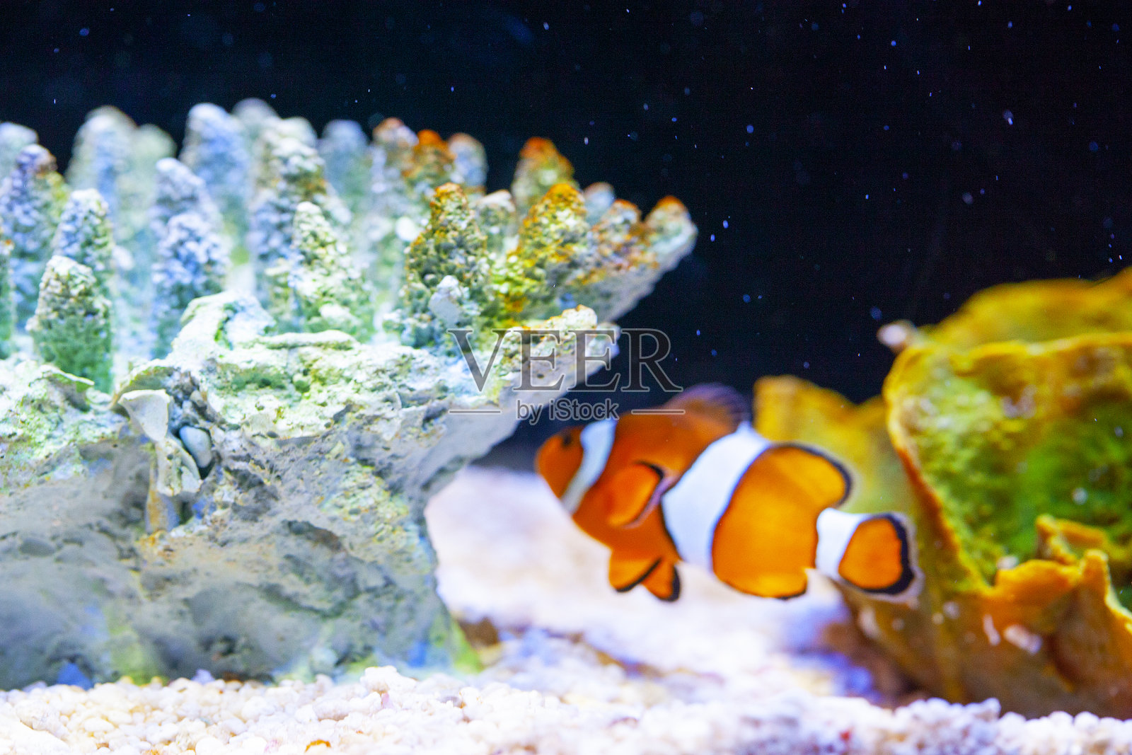 鱼缸里的亮橙色小丑鱼照片摄影图片