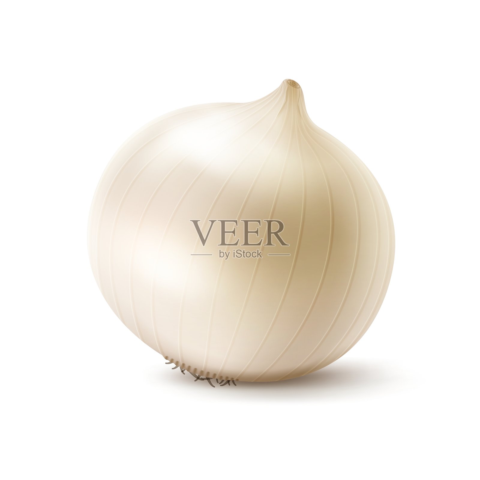 新鲜的白洋葱球茎特写设计元素图片