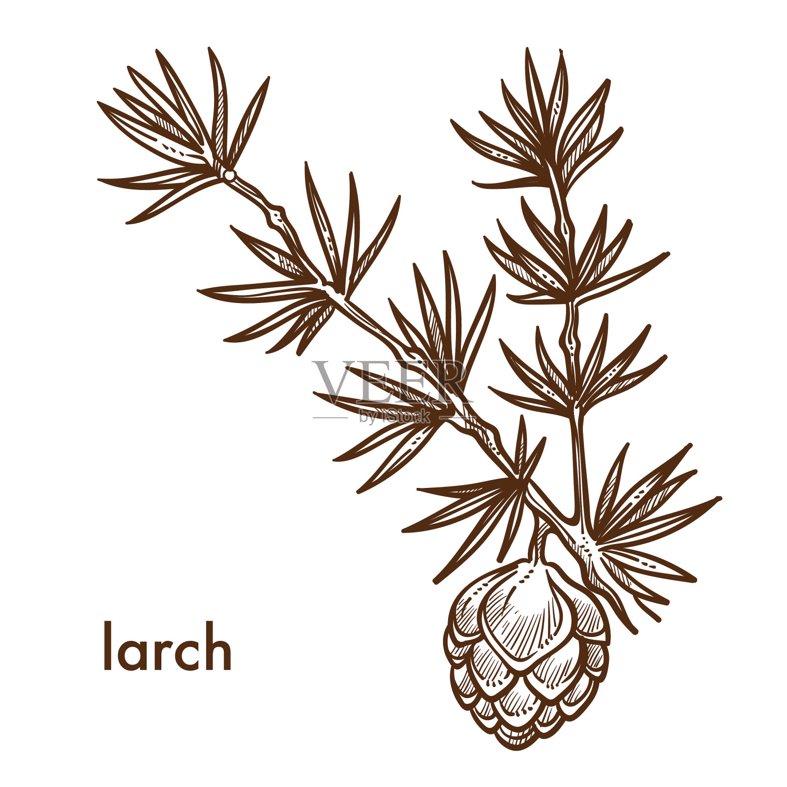 一种有针和叶的落叶松枝设计元素图片