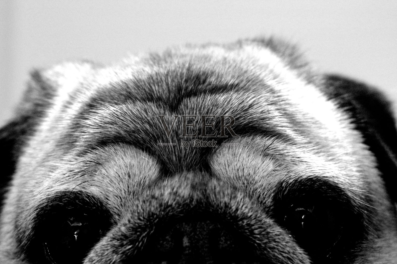 一只可爱的哈巴狗的肖像。照片摄影图片