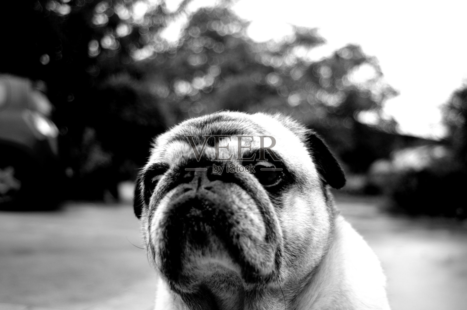 一只可爱的哈巴狗的肖像。照片摄影图片