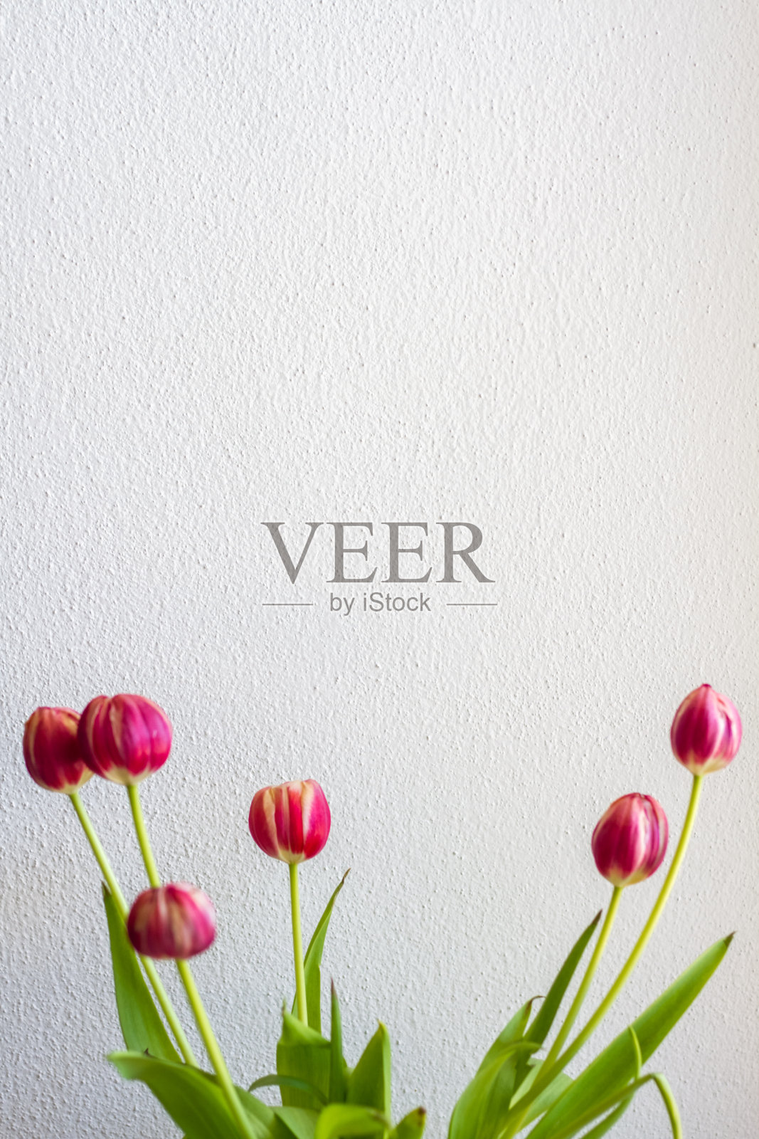 背景:粉色郁金香和白色墙壁(垂直)照片摄影图片