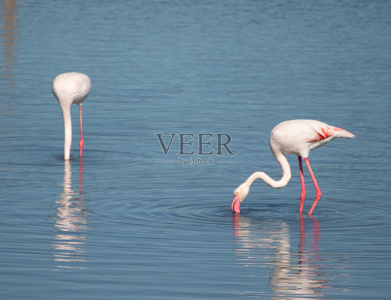 土耳其Ayvalik的火烈鸟聚居地照片摄影图片