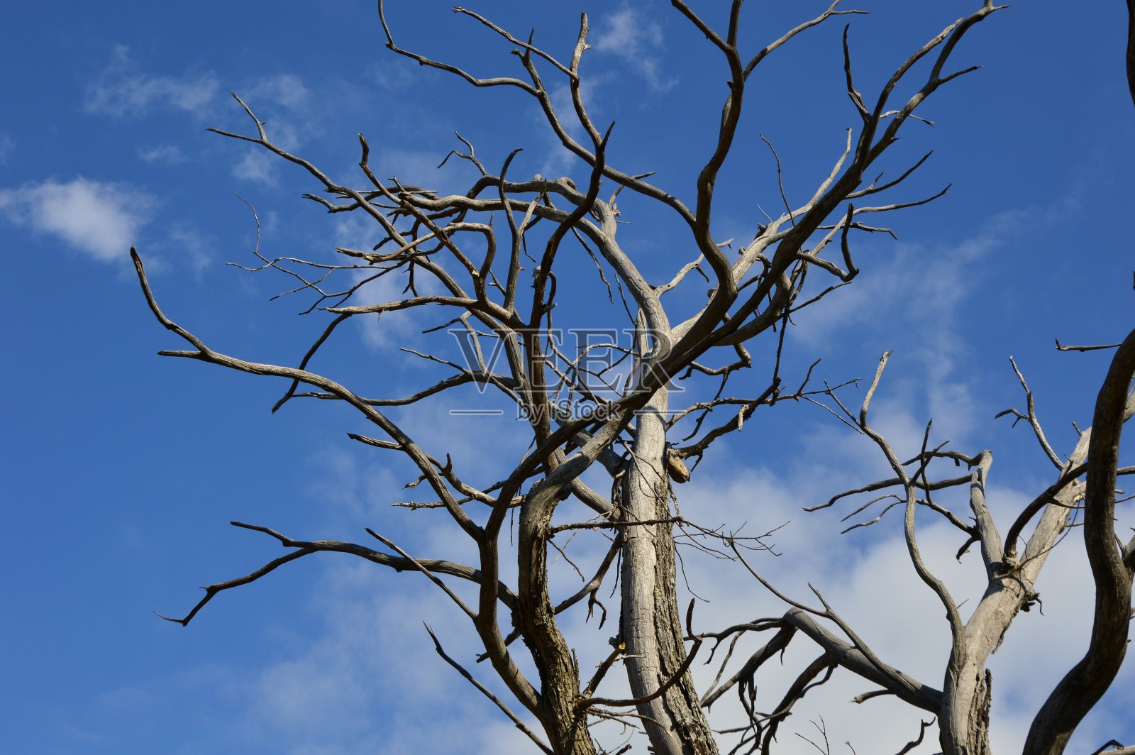 死树照片摄影图片