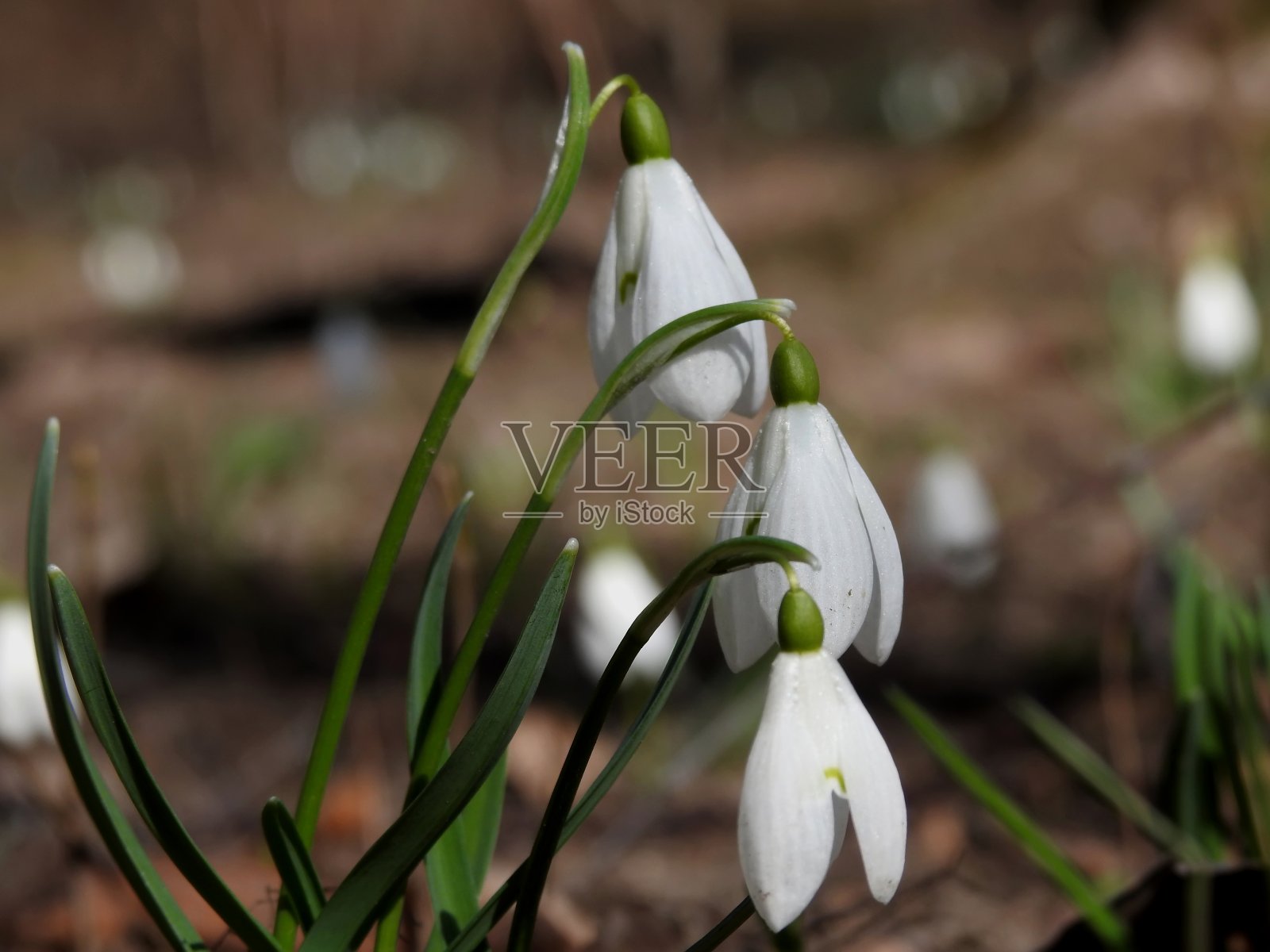 美丽的春天森林雪花莲特写照片摄影图片