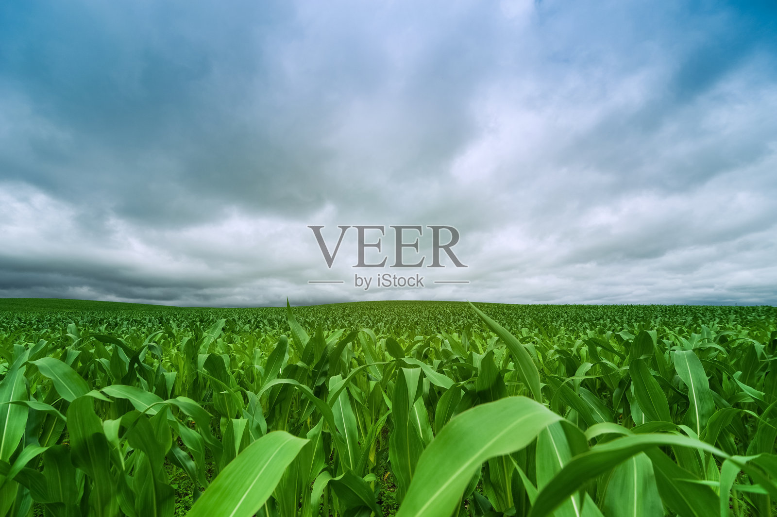 玉米田乡村景观和多云的天空照片摄影图片