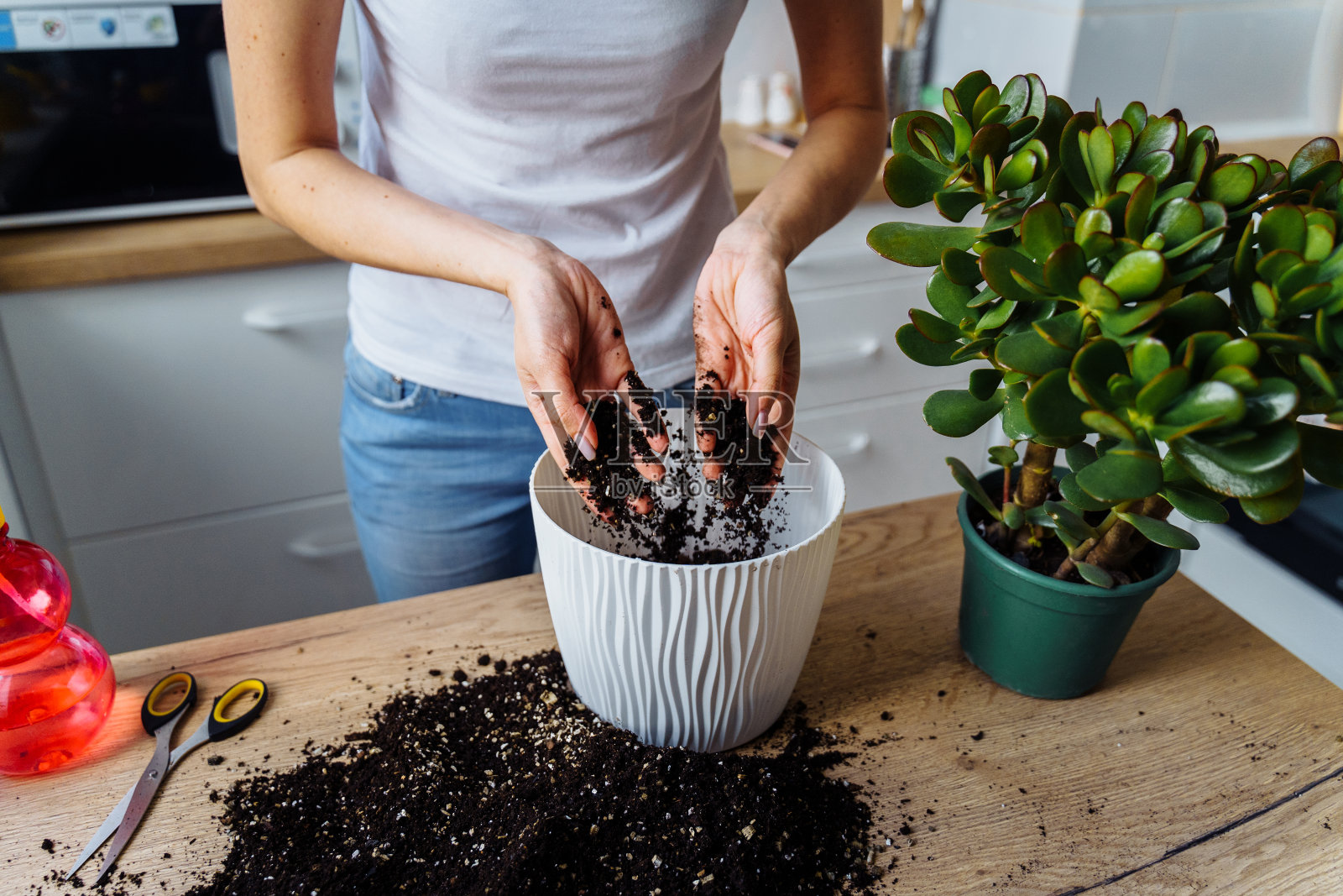 一个女孩的手的特写是谁重新种植她的室内花在厨房。把袋子里的特殊土壤倒在木桌上，与肥料混合，再把混合物倒到花盆里照片摄影图片