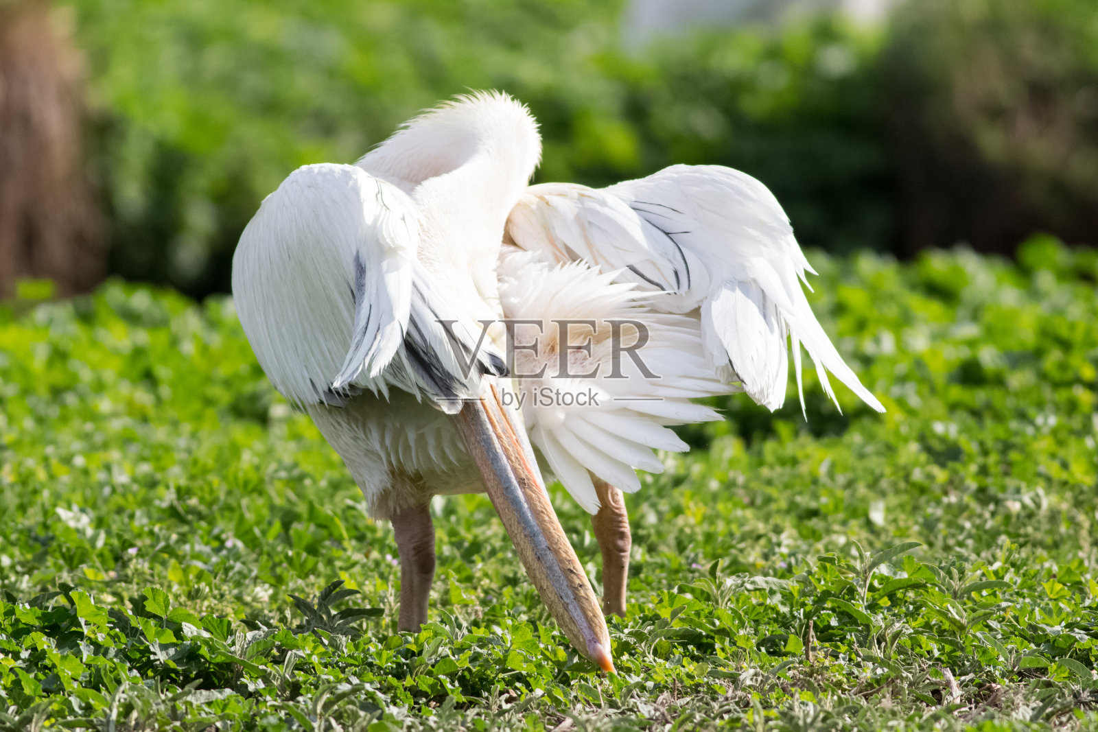 梳理羽毛的白色鹈鹕照片摄影图片