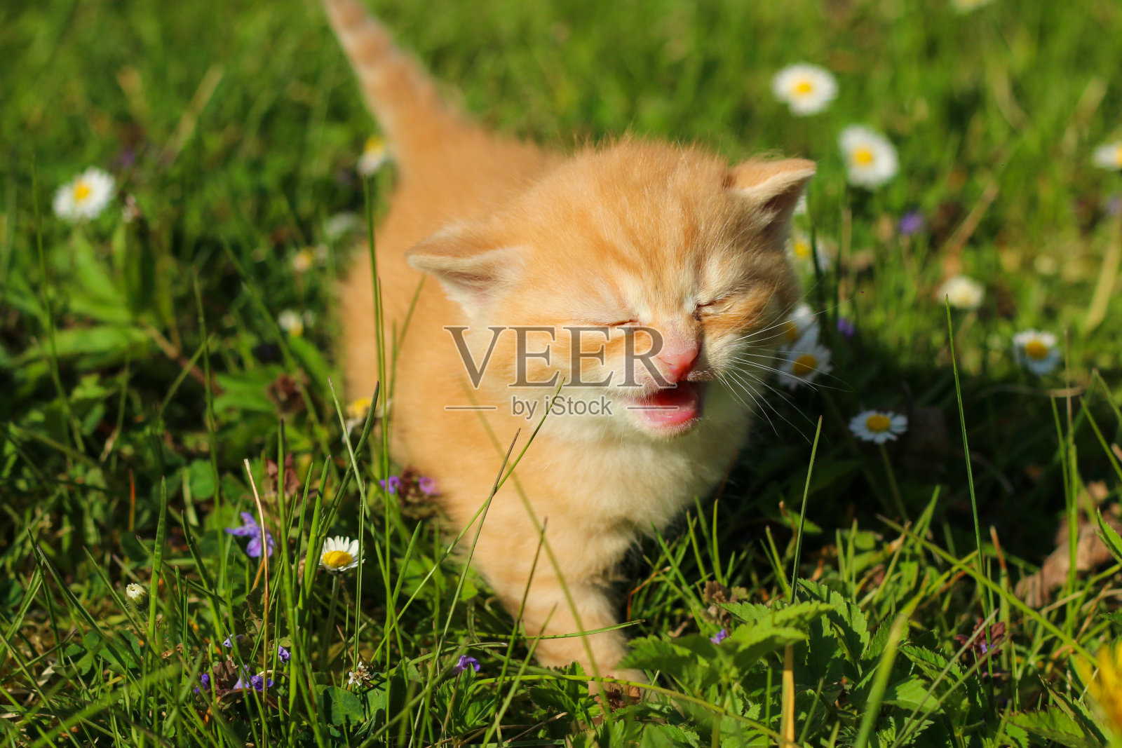 一个三周大的小猫在草丛和花丛中的肖像照片摄影图片