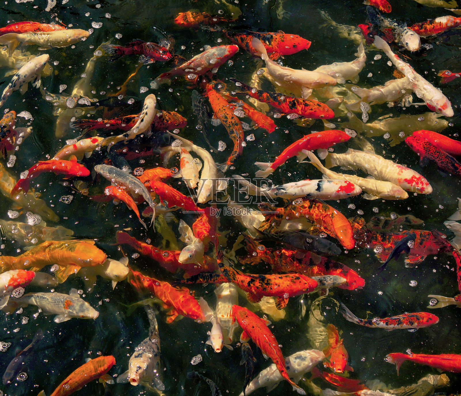 大型锦鲤群照片摄影图片