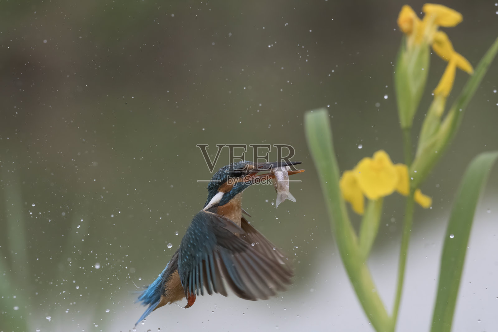 翠鸟捕鱼(Alcedo atthis)照片摄影图片