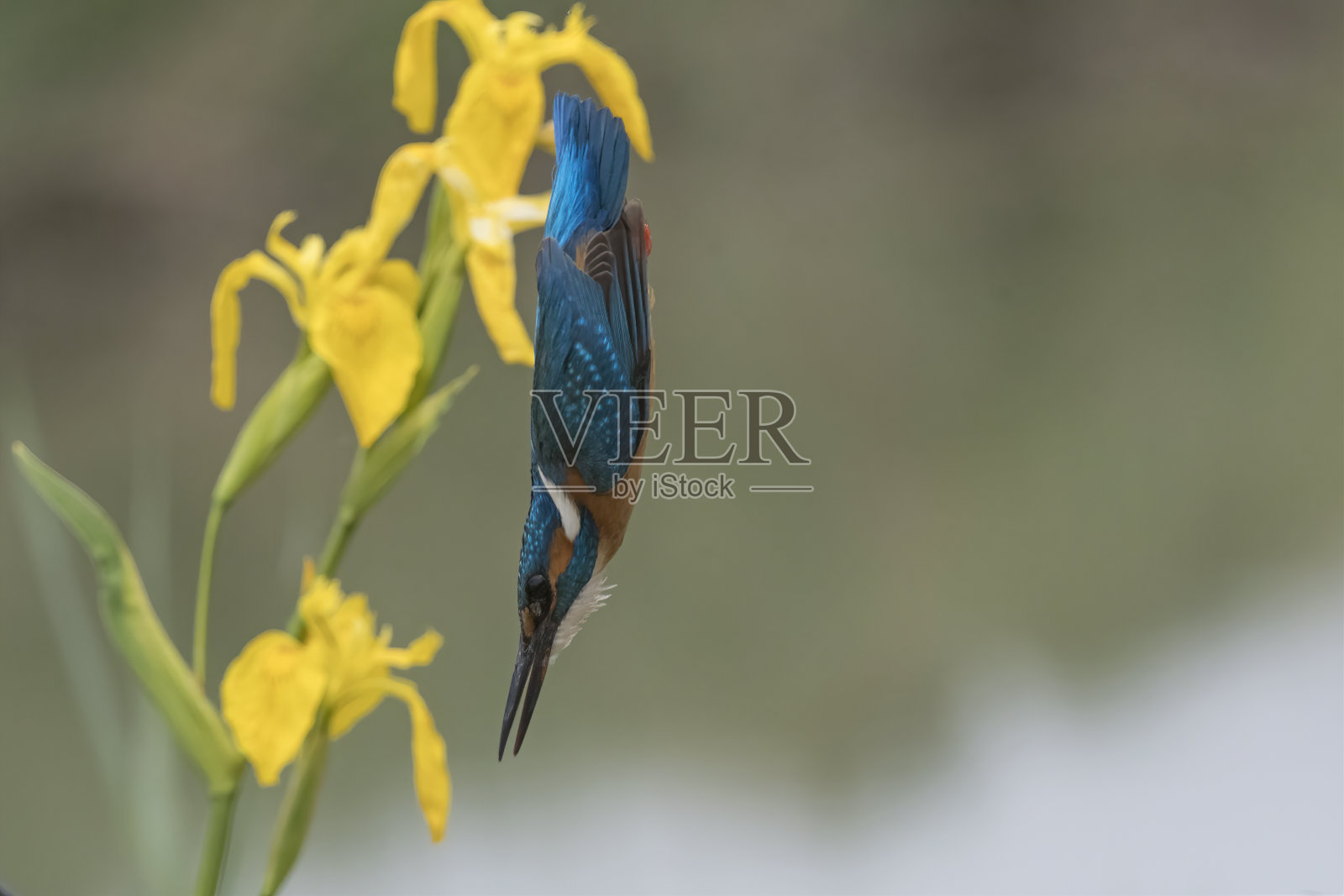 翠鸟潜水(Alcedo atthis)照片摄影图片