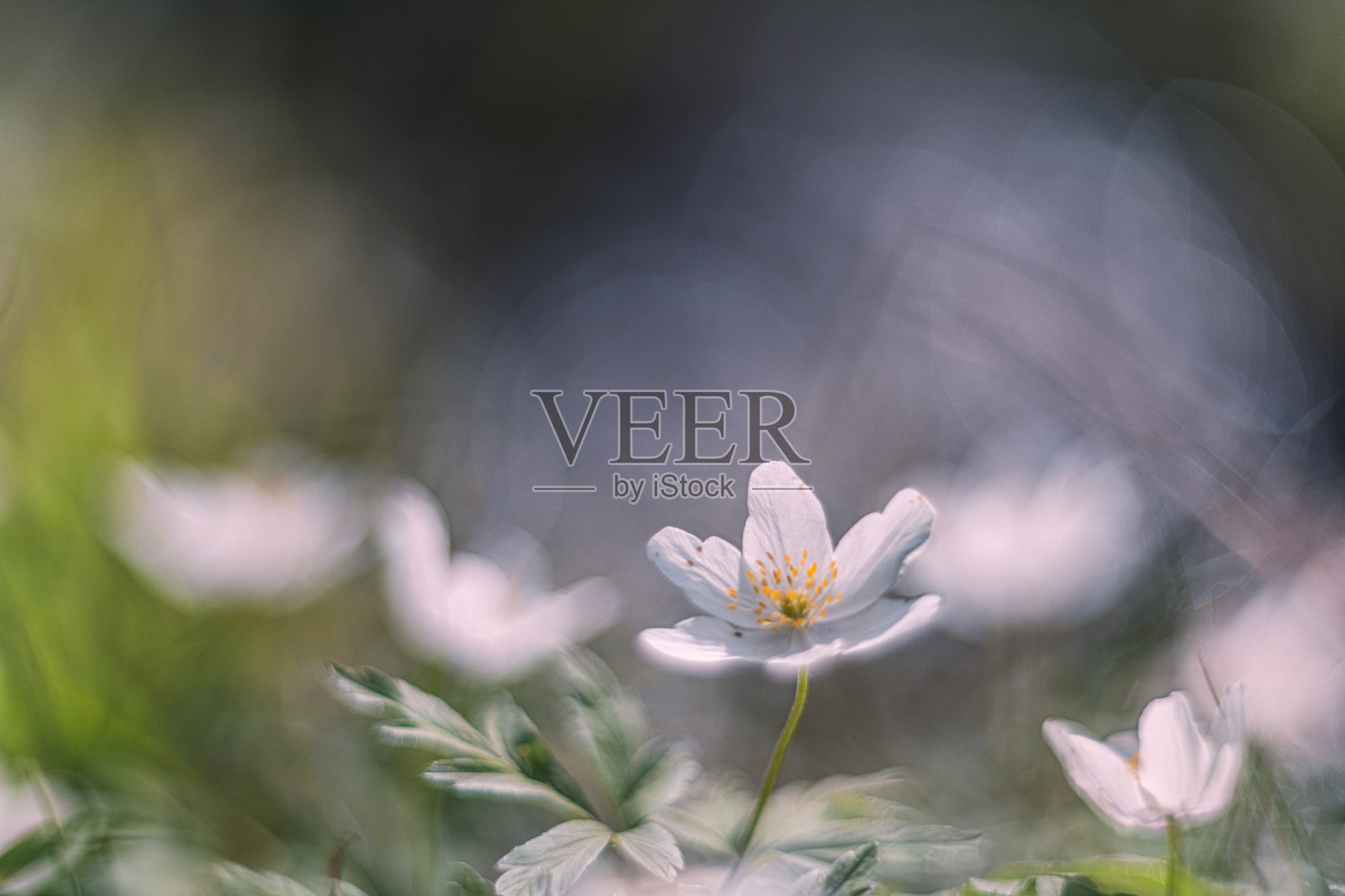 白花木银莲花复古镜头渲染照片摄影图片