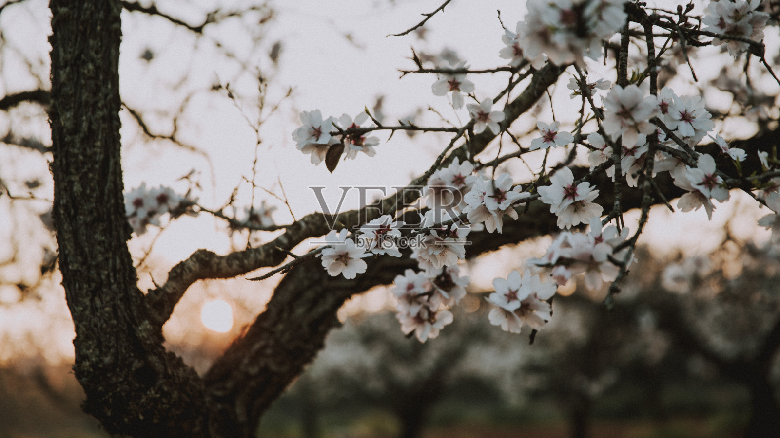 日落树的花照片摄影图片