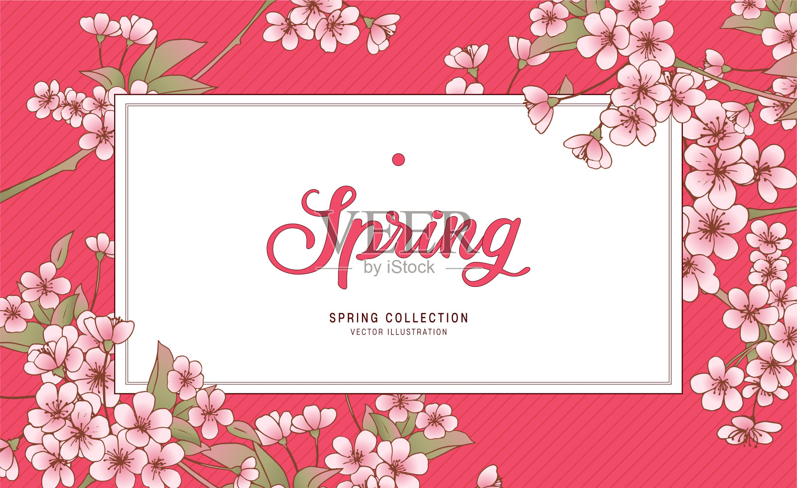 鲜花贺卡，樱花插图，春天的花背景/海报/横幅。插画图片素材