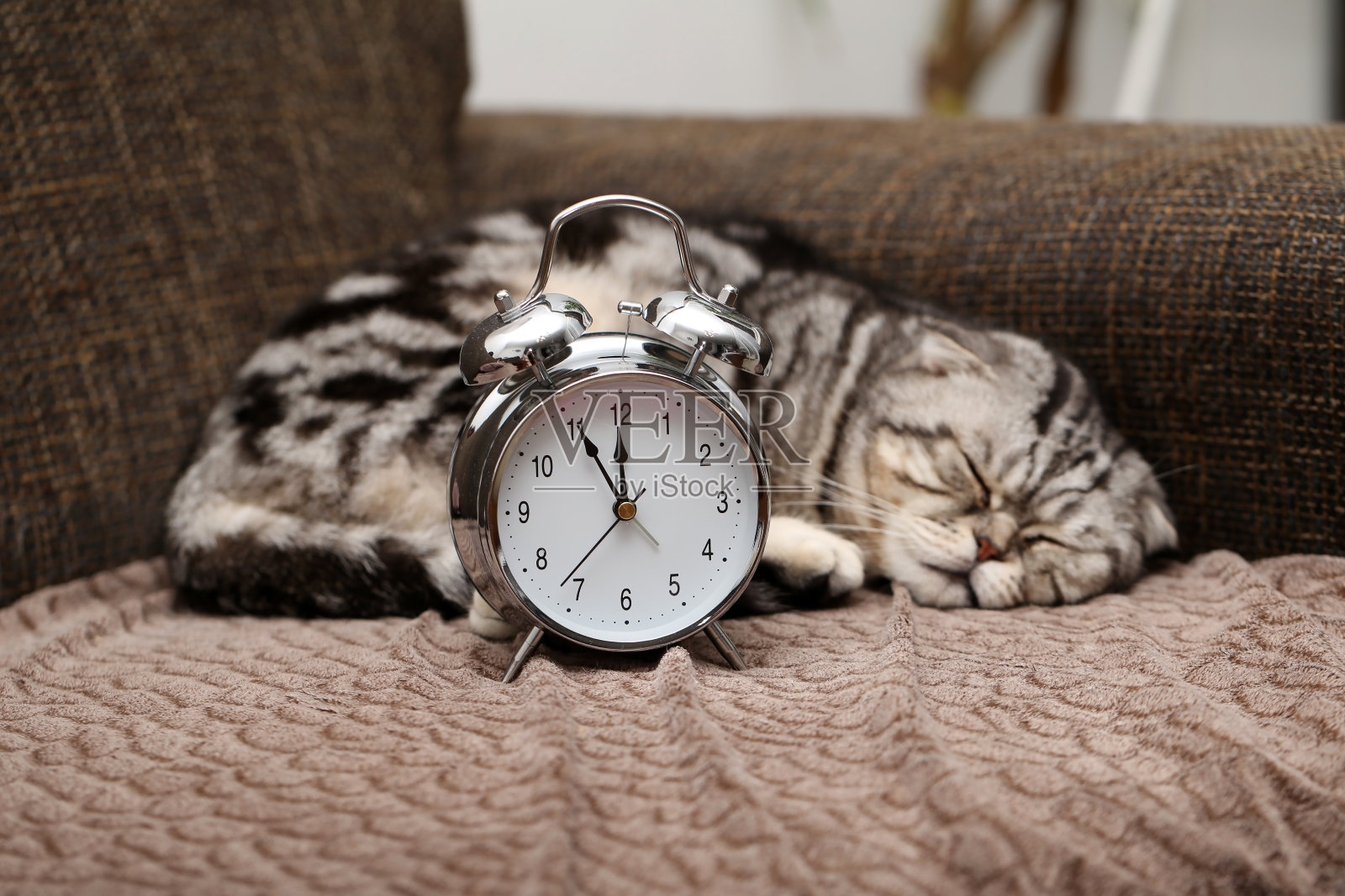 懒猫星期一早上不想早起照片摄影图片