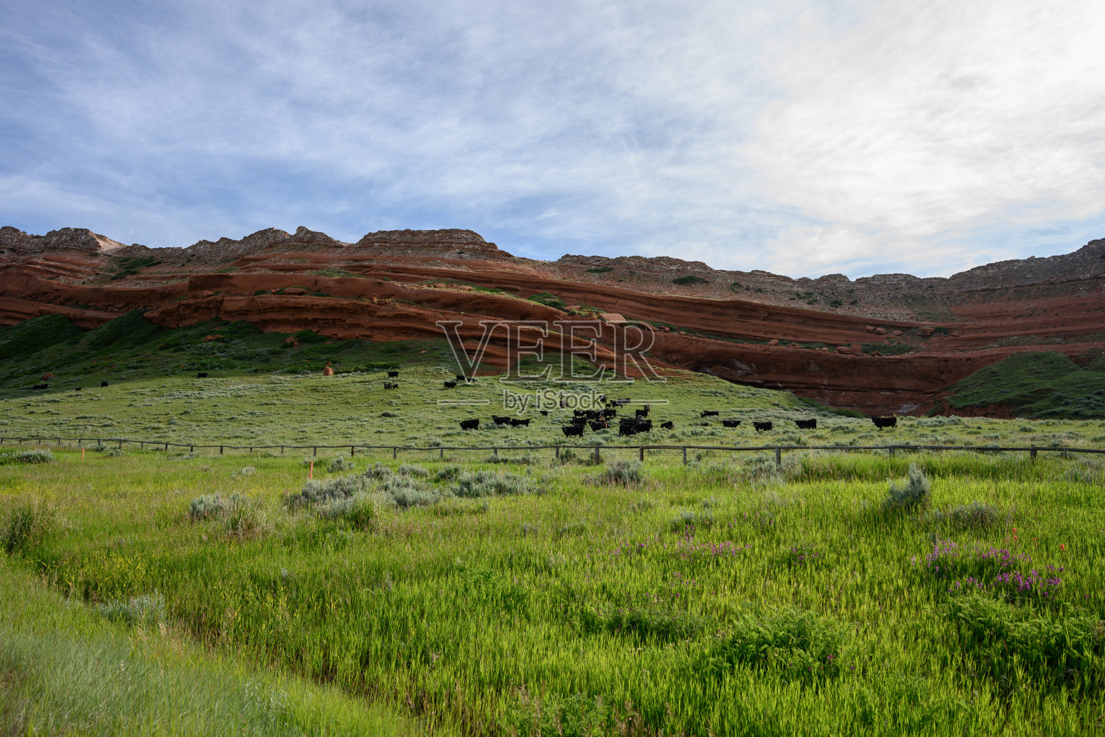 牛群和红岩照片摄影图片