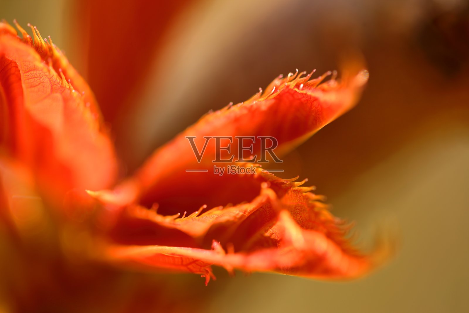 春天的精华在阳光下绽放的瞬间照片摄影图片