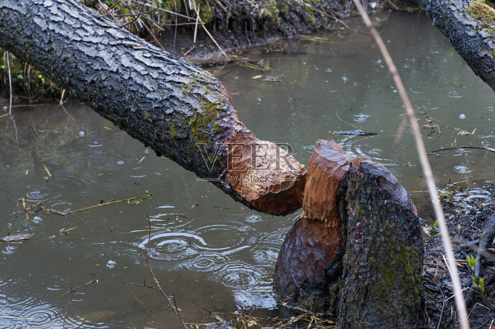 倒下的树照片摄影图片