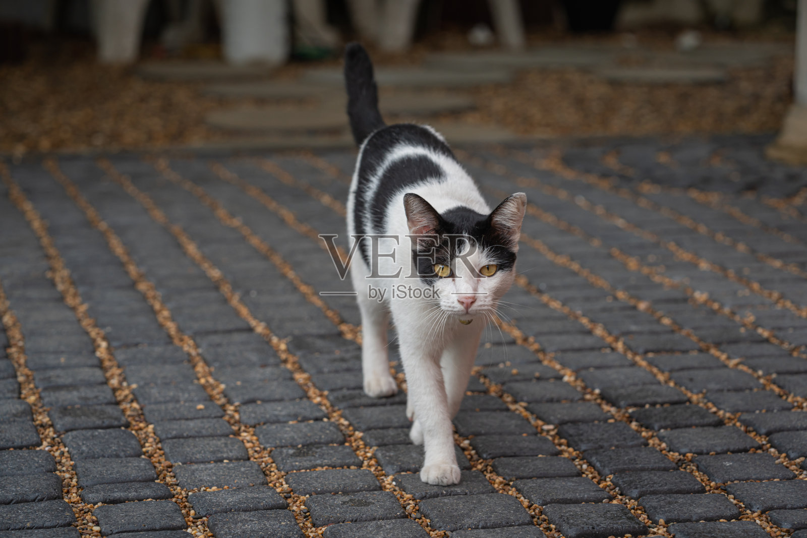 黑白猫照片摄影图片