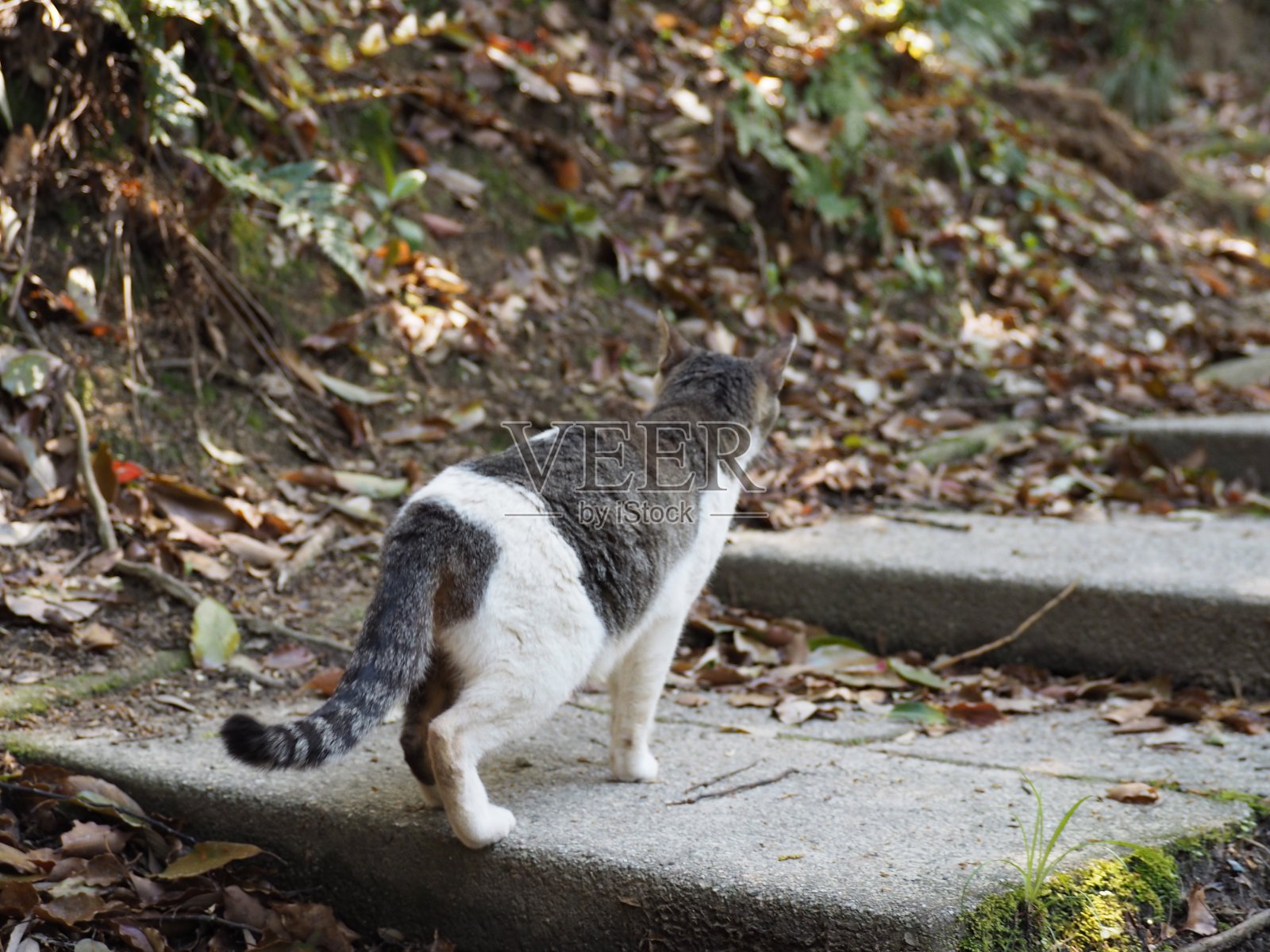 一只猫上楼的背影照片摄影图片