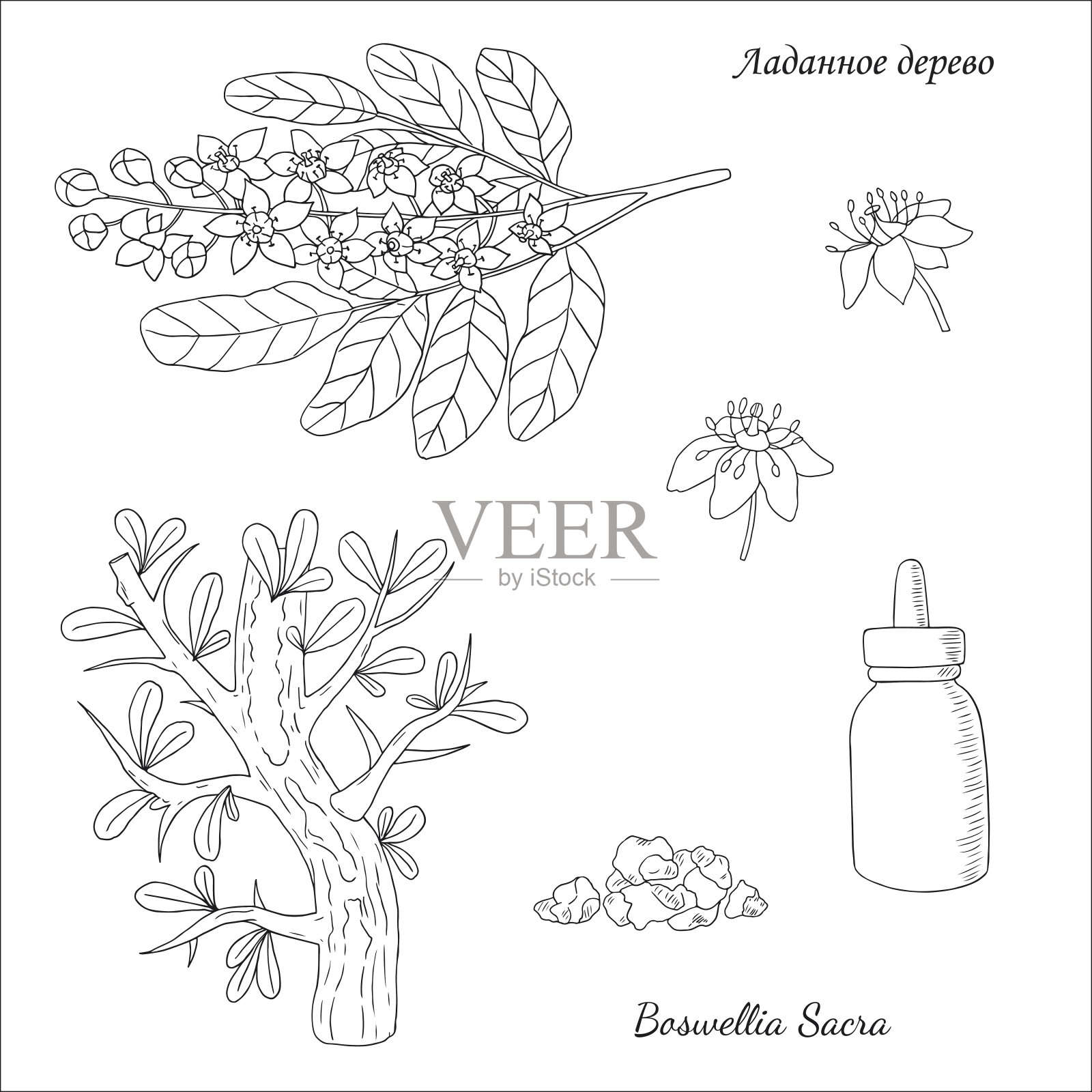 Boswellia sacra矢量图插画图片素材