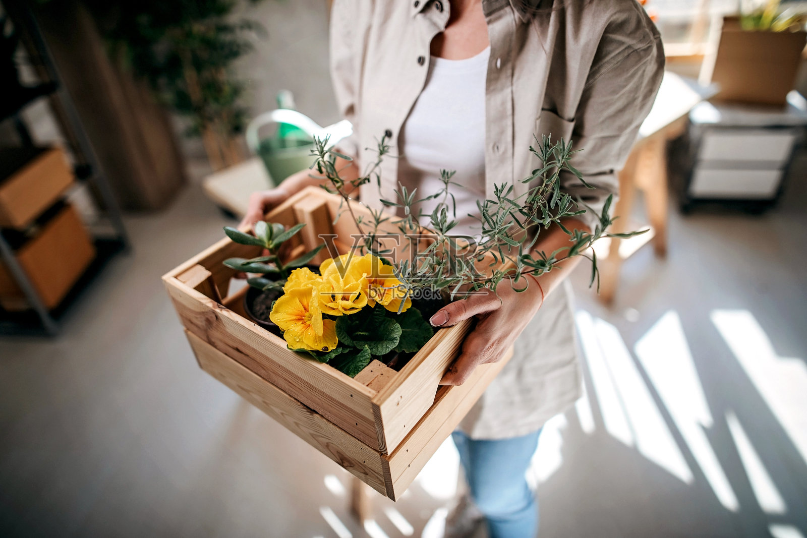 绿色植物照片摄影图片