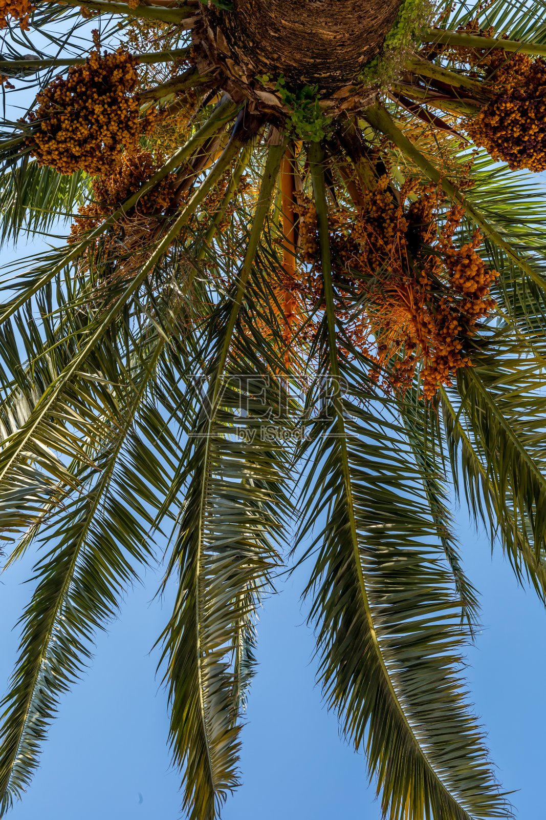 蓝天上棕榈叶的细节照片摄影图片