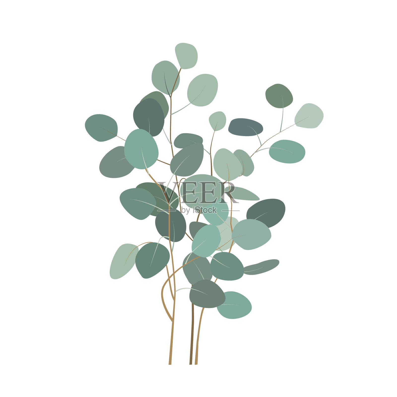 桉树枝或花束手绘设计元素图片