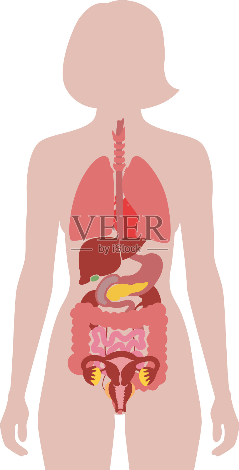 人体内部器官设计元素图片