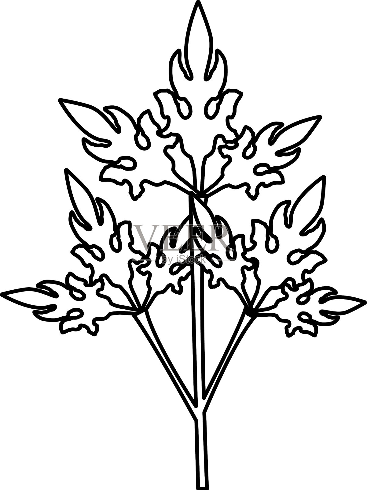 香菜新鲜蔬菜设计元素图片