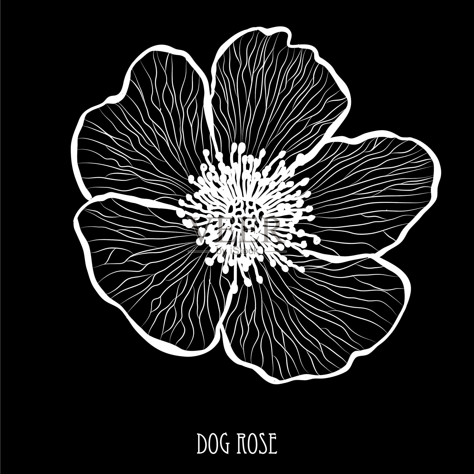 手绘花卉装饰插画图片素材