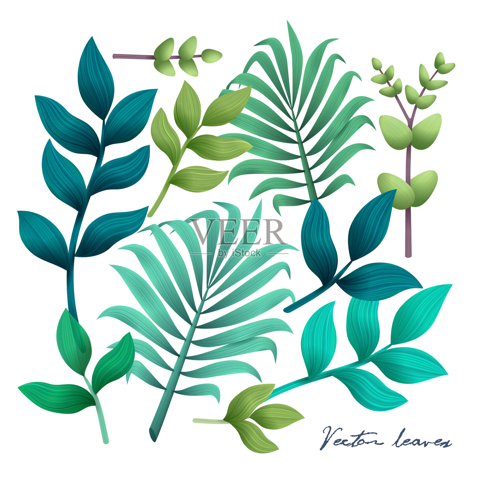 热带的叶子在白色的基础上设计元素图片