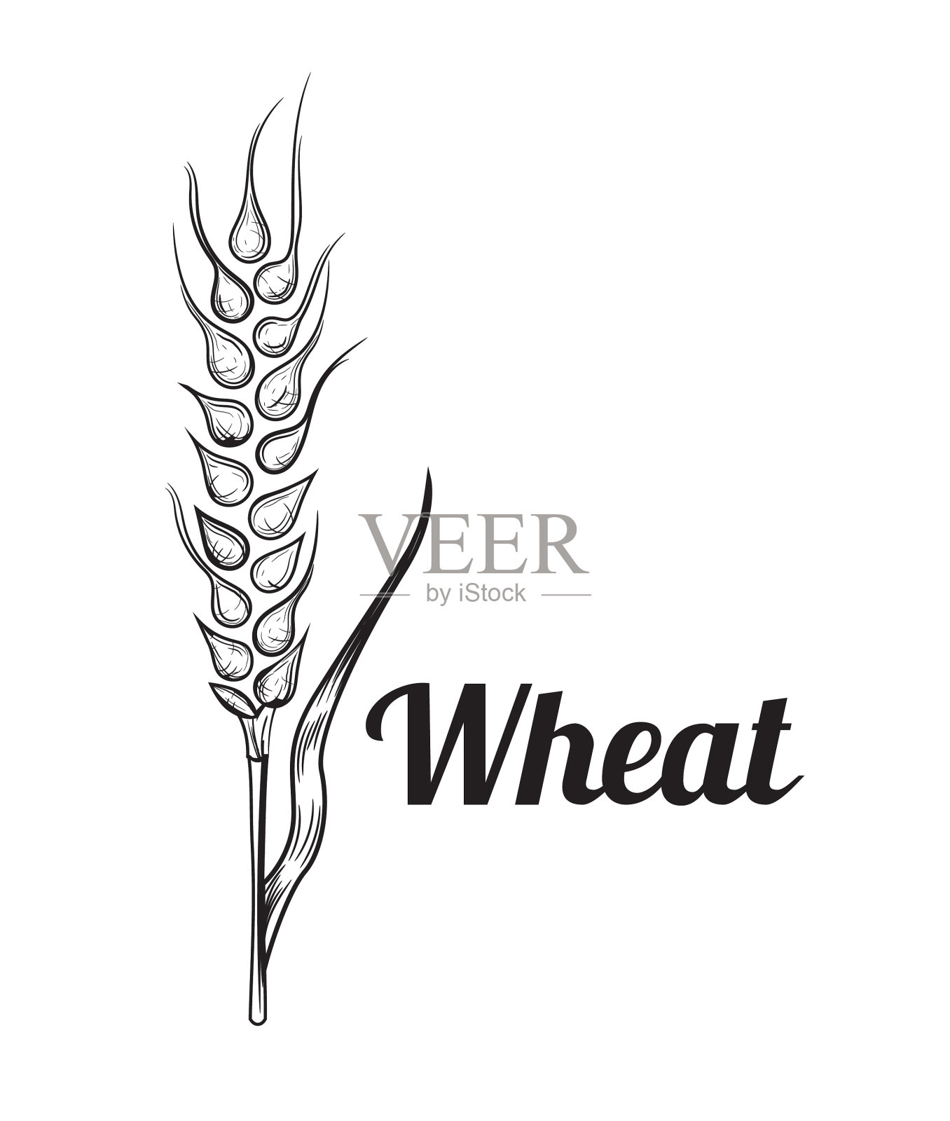 小麦、面包、穗、谷类作物素描手绘设计元素图片