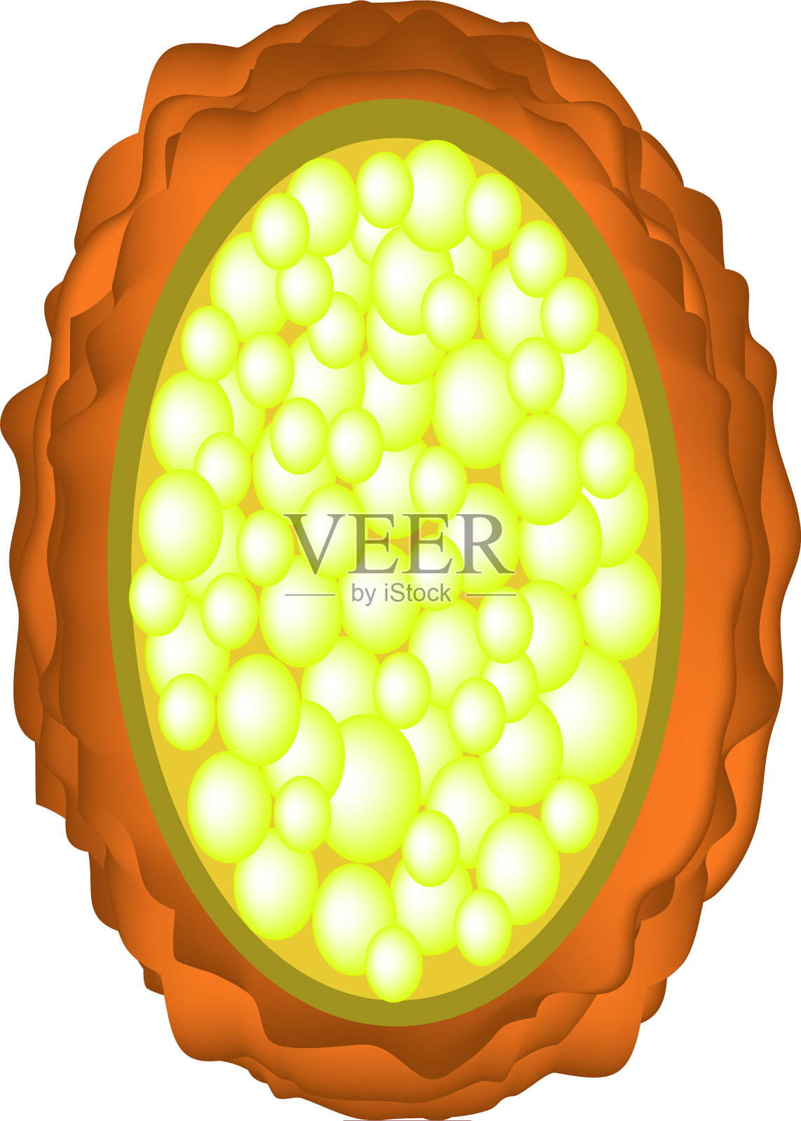 蛔虫卵未受精卵插画图片素材