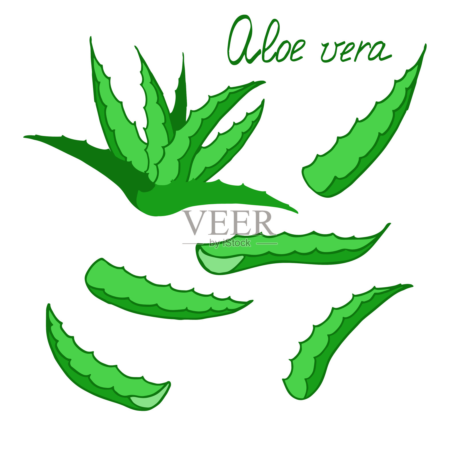 芦荟在白色背景上分离插画图片素材