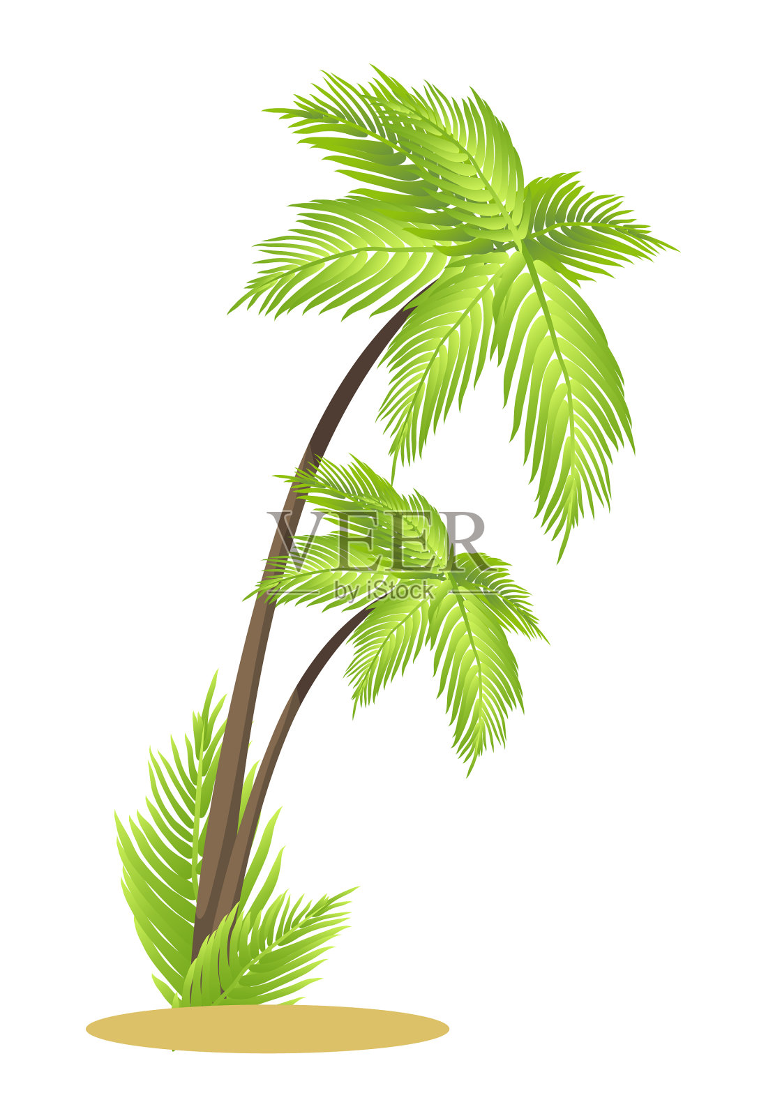 一小片沙地上生长着高大的热带棕榈树设计元素图片