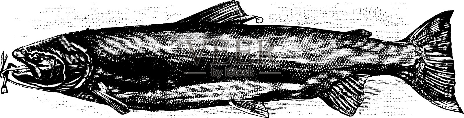 雌性鲑鱼古董插画图片素材