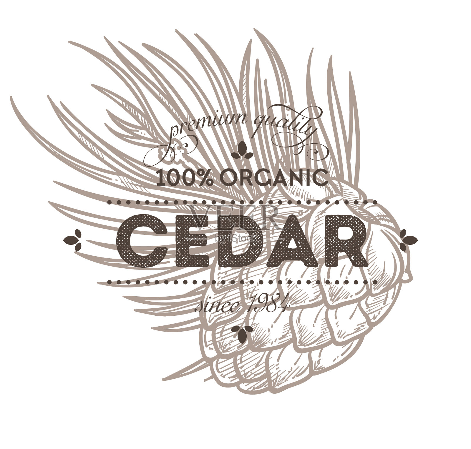 雪松坚果香料或天然调味品孤立图标设计元素图片