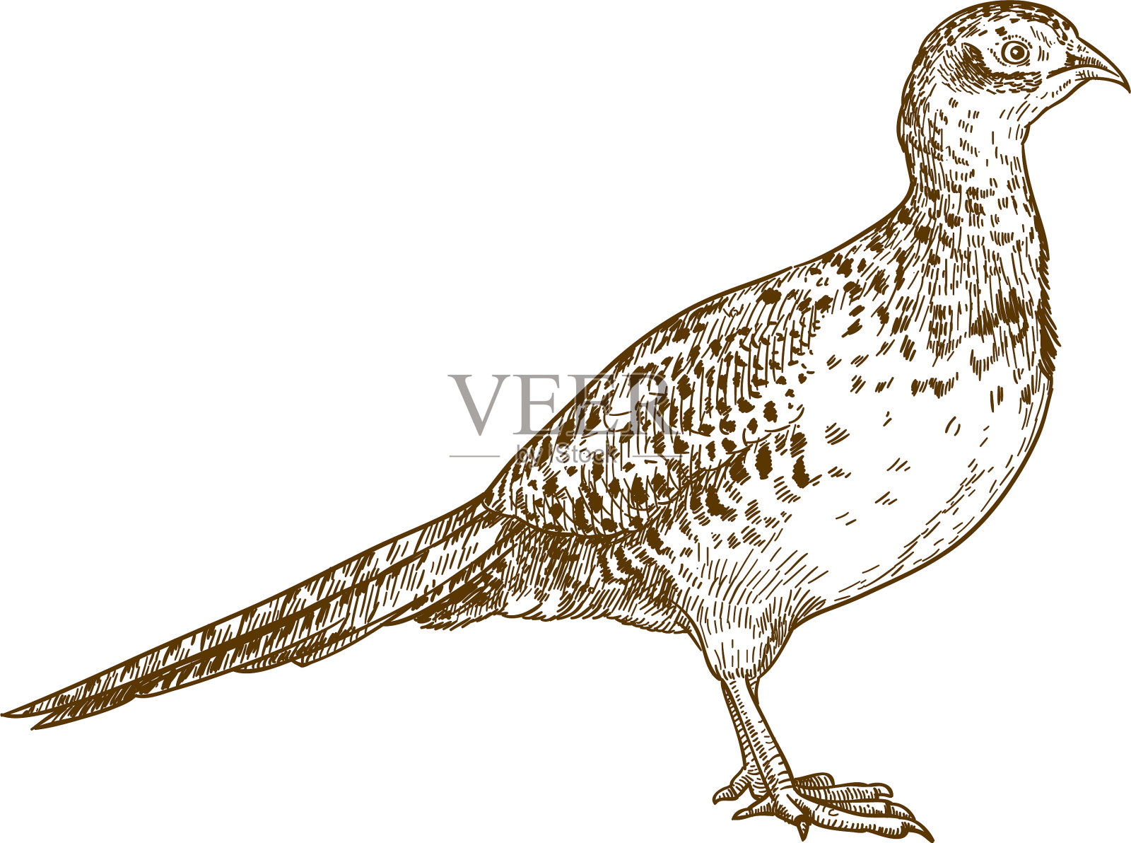 野鸡母雕设计元素图片