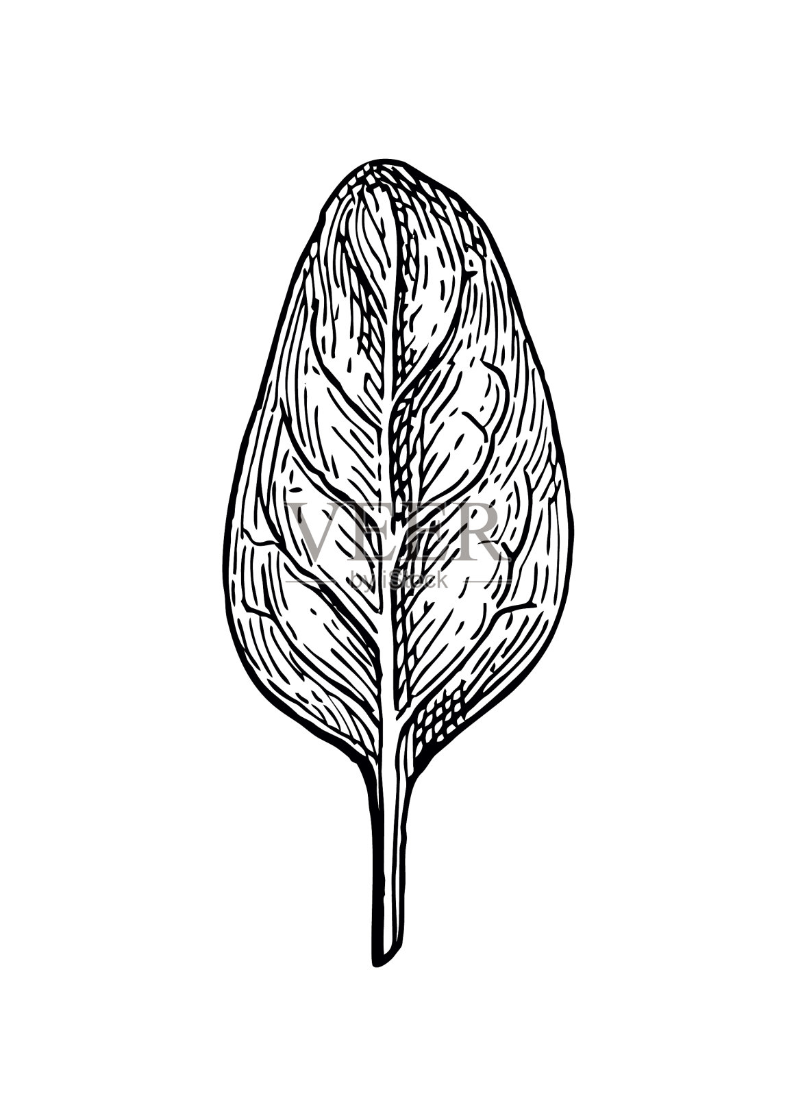 菠菜水墨速写设计元素图片