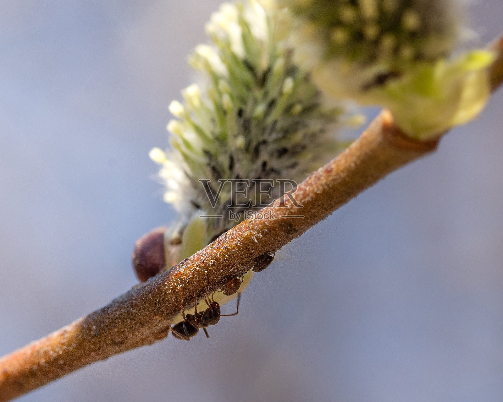 柳树花蕾上的昆虫照片摄影图片