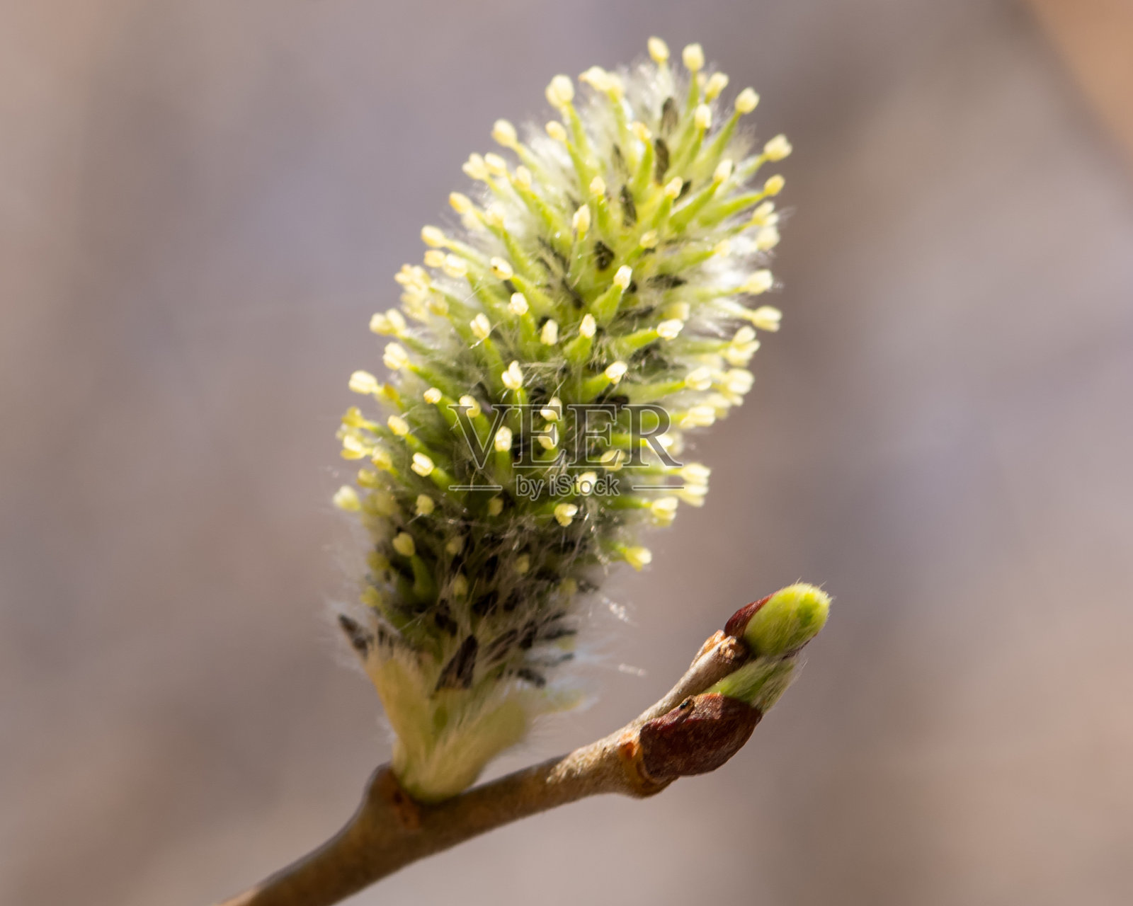 柳树的花蕾照片摄影图片
