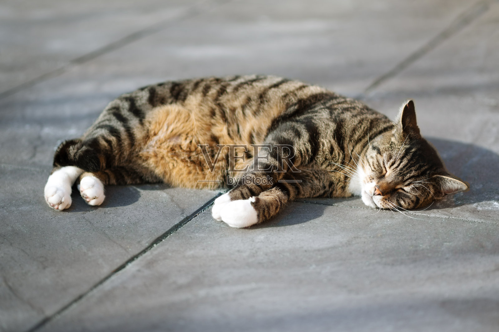 大斑猫在阳光下睡觉照片摄影图片