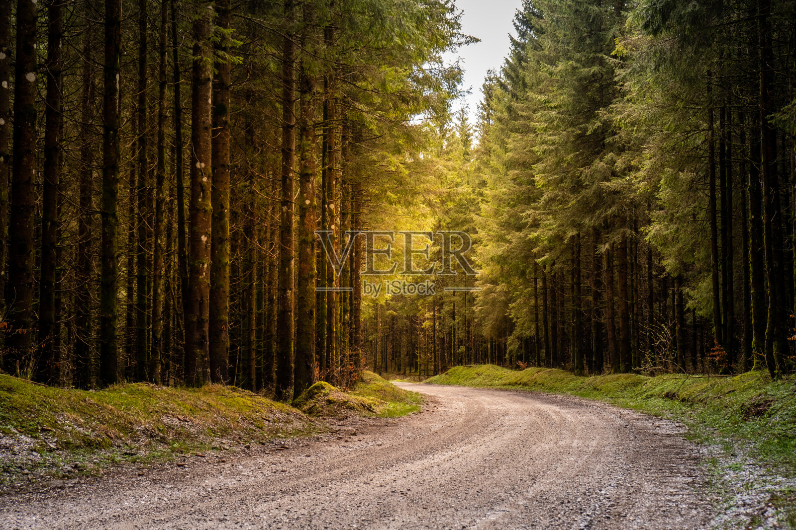 阳光照耀下，美丽的碎石小径穿过云杉林照片摄影图片