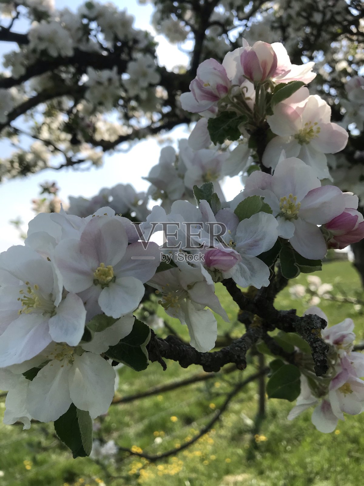 森林里的一天照片摄影图片