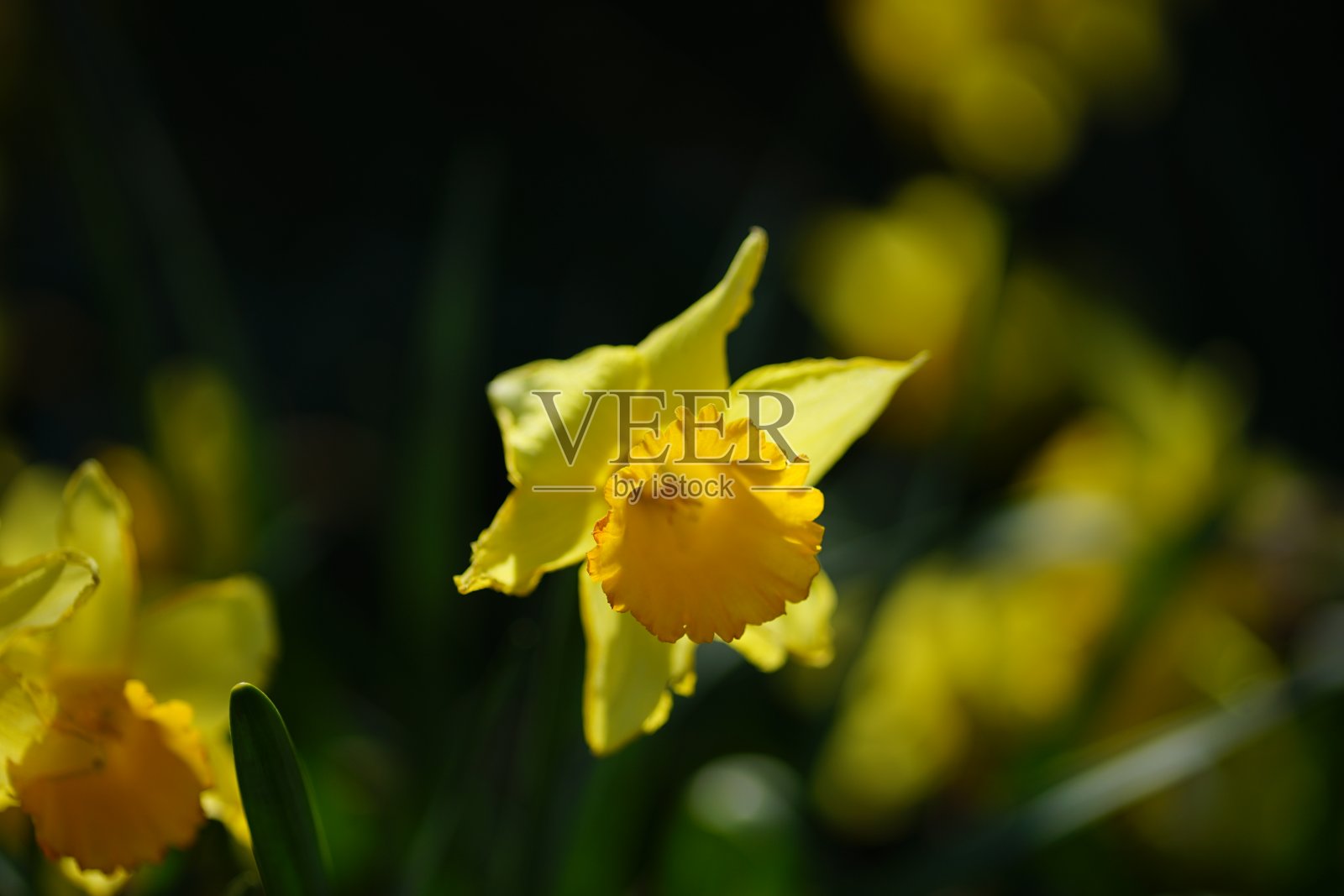 一群黄色的春花照片摄影图片