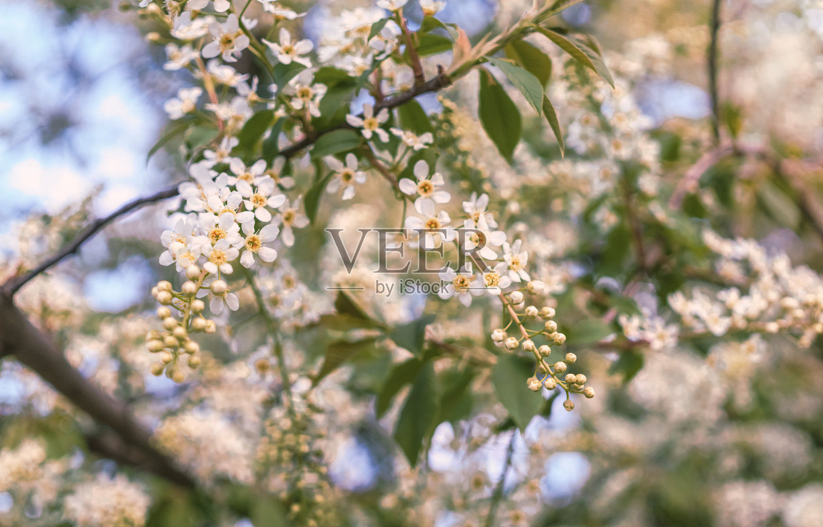 春天的鸟樱桃树开白色的花照片摄影图片