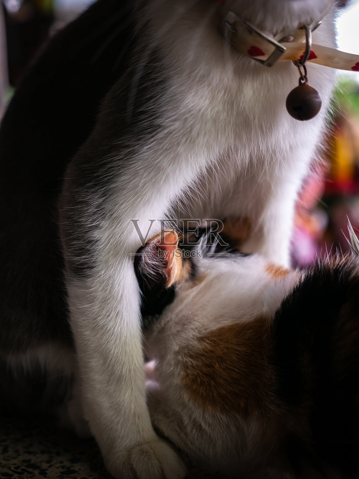 三种颜色的小猫从灰妈妈猫哺乳照片摄影图片